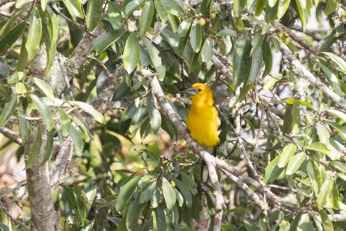 Golden Grosbeak - ML646611590