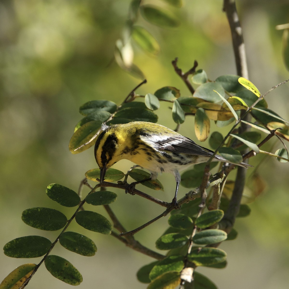 Townsend's Warbler - ML646611591