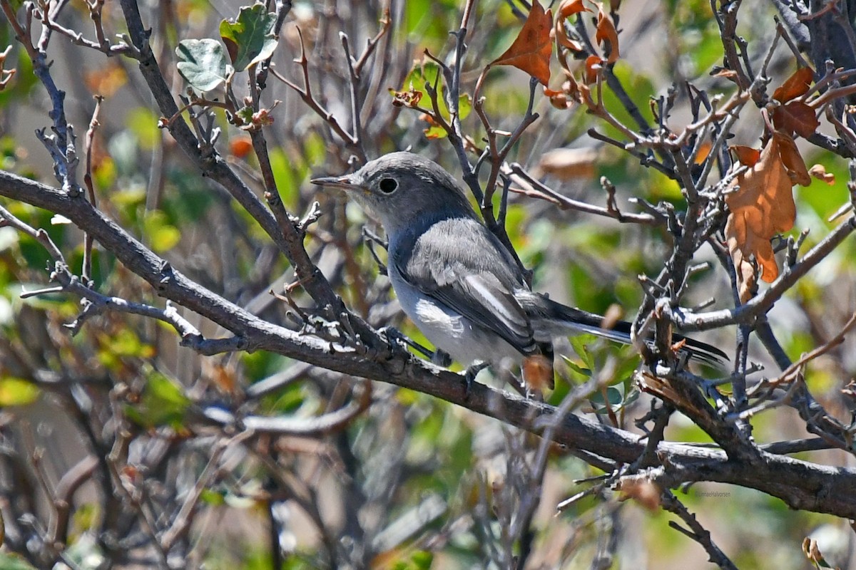 Blue-gray Gnatcatcher - ML646611592