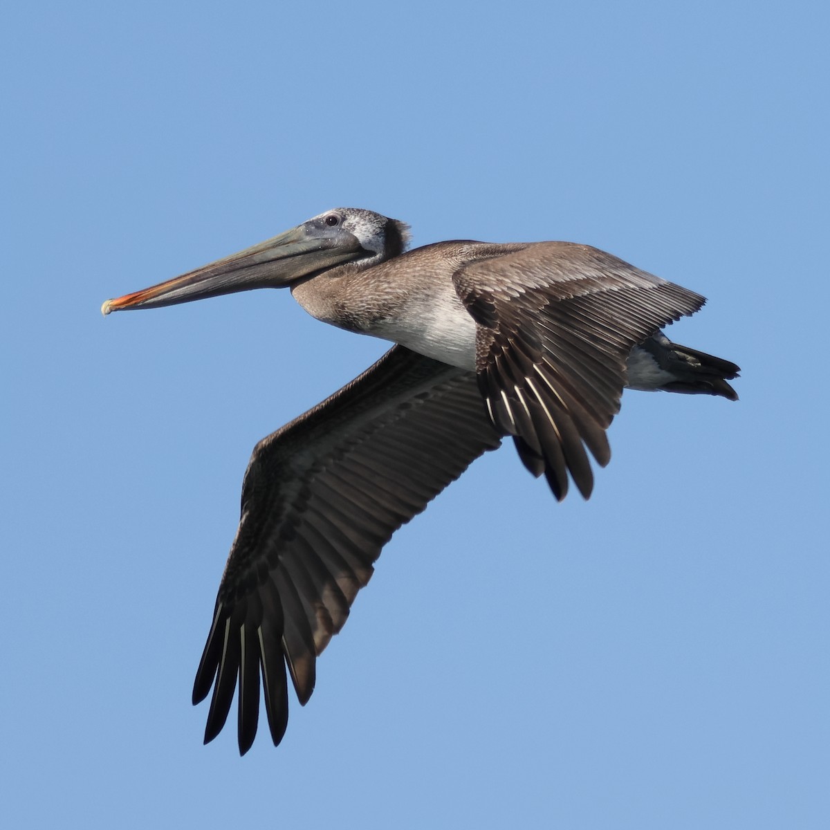 カッショクペリカン - ML646611593