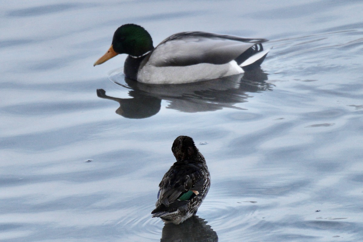 綠頭鴨 - ML646611594