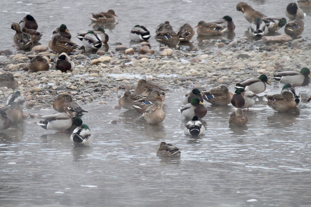 綠頭鴨 - ML646611596