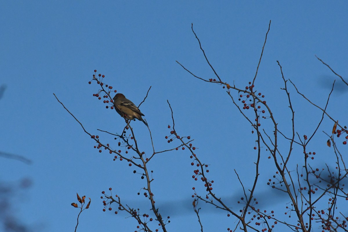 Смеречник тайговий - ML646611597
