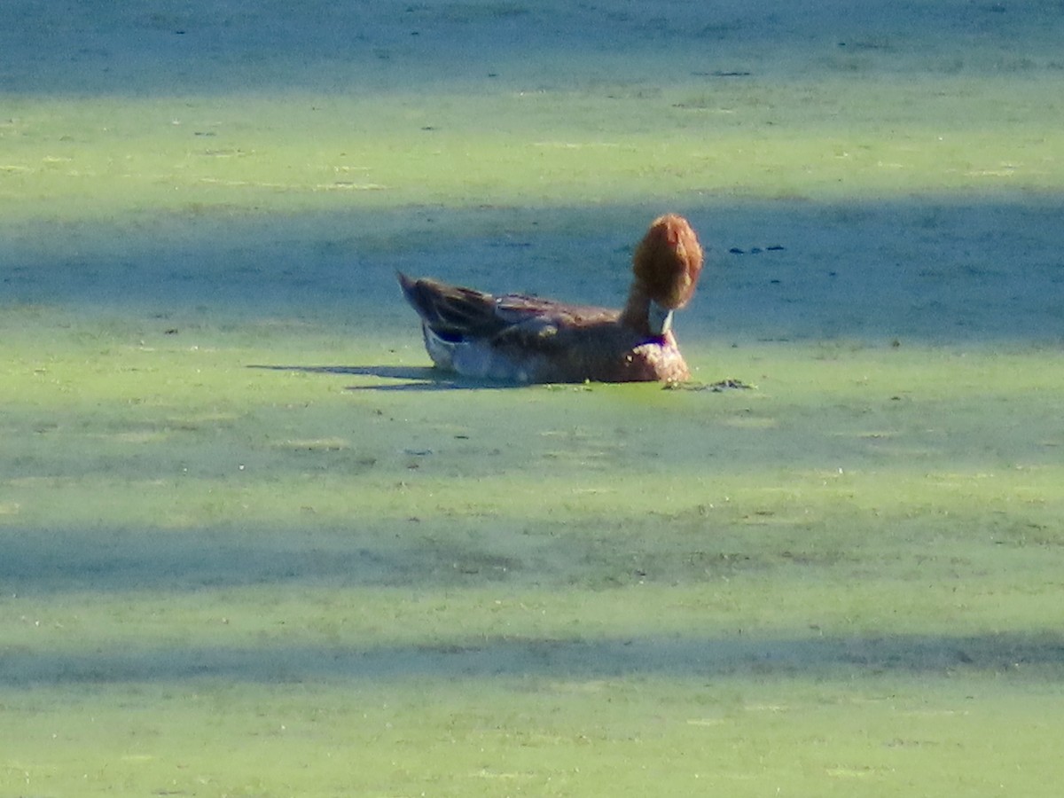 Eurasian Wigeon - ML646611599