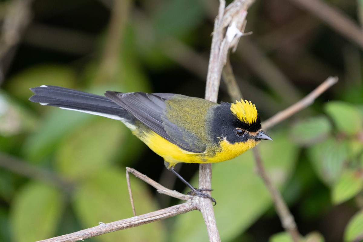 Yellow-crowned Redstart - ML646611600