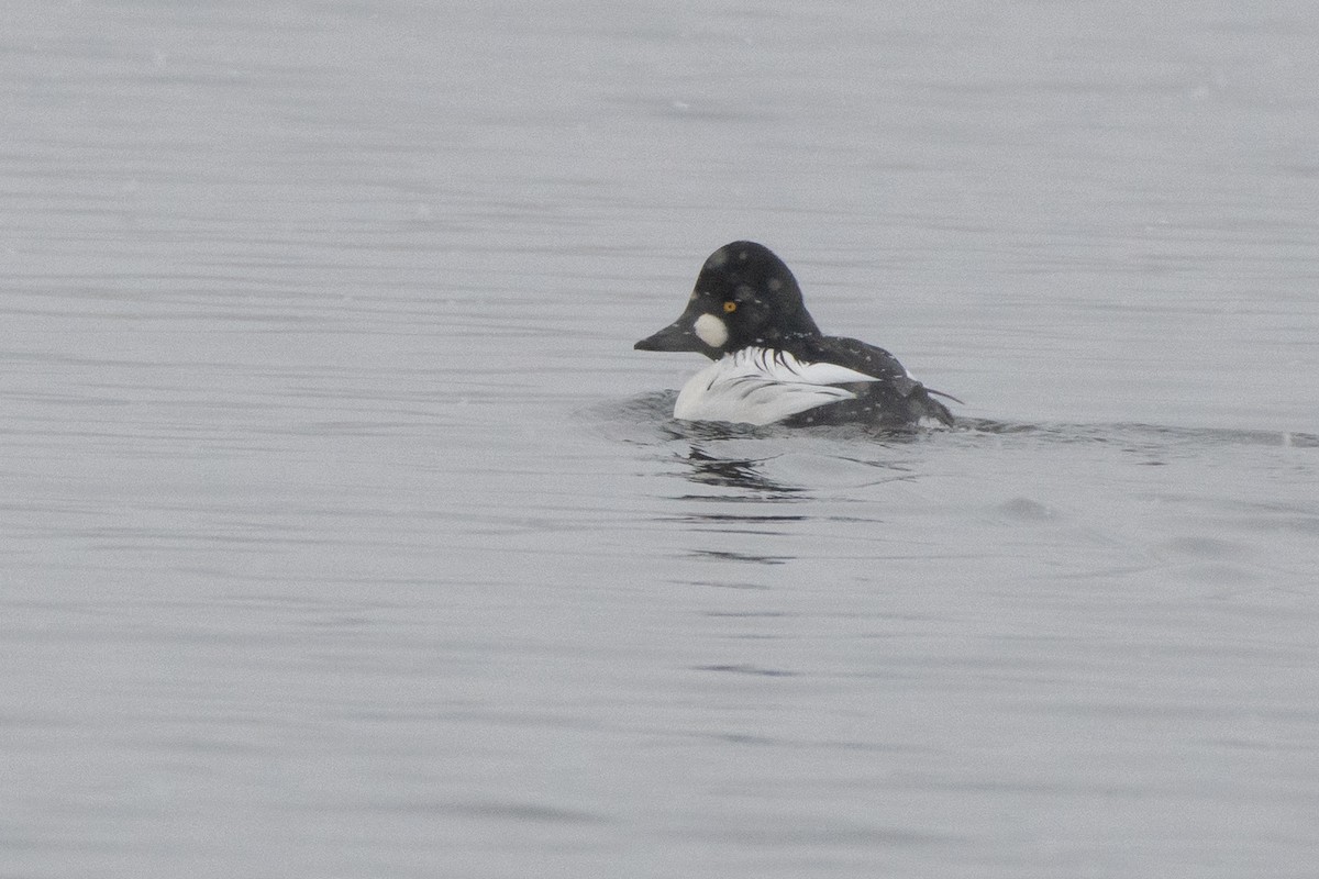 Common Goldeneye - ML646611601