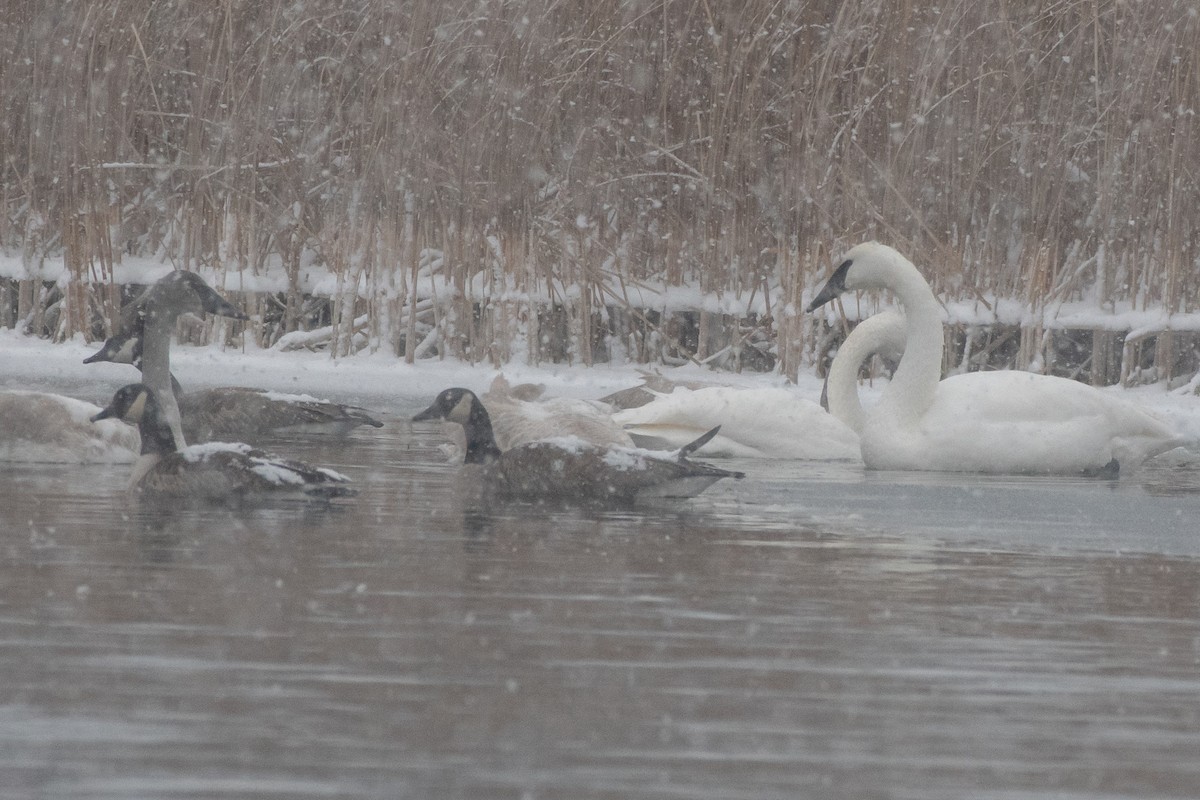 Trumpeter Swan - ML646611603