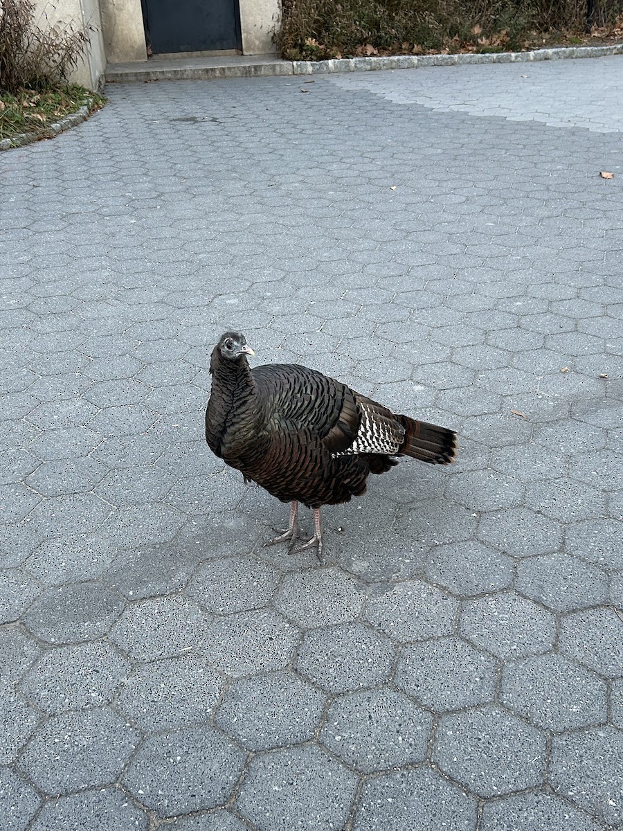 シチメンチョウ - ML646611604