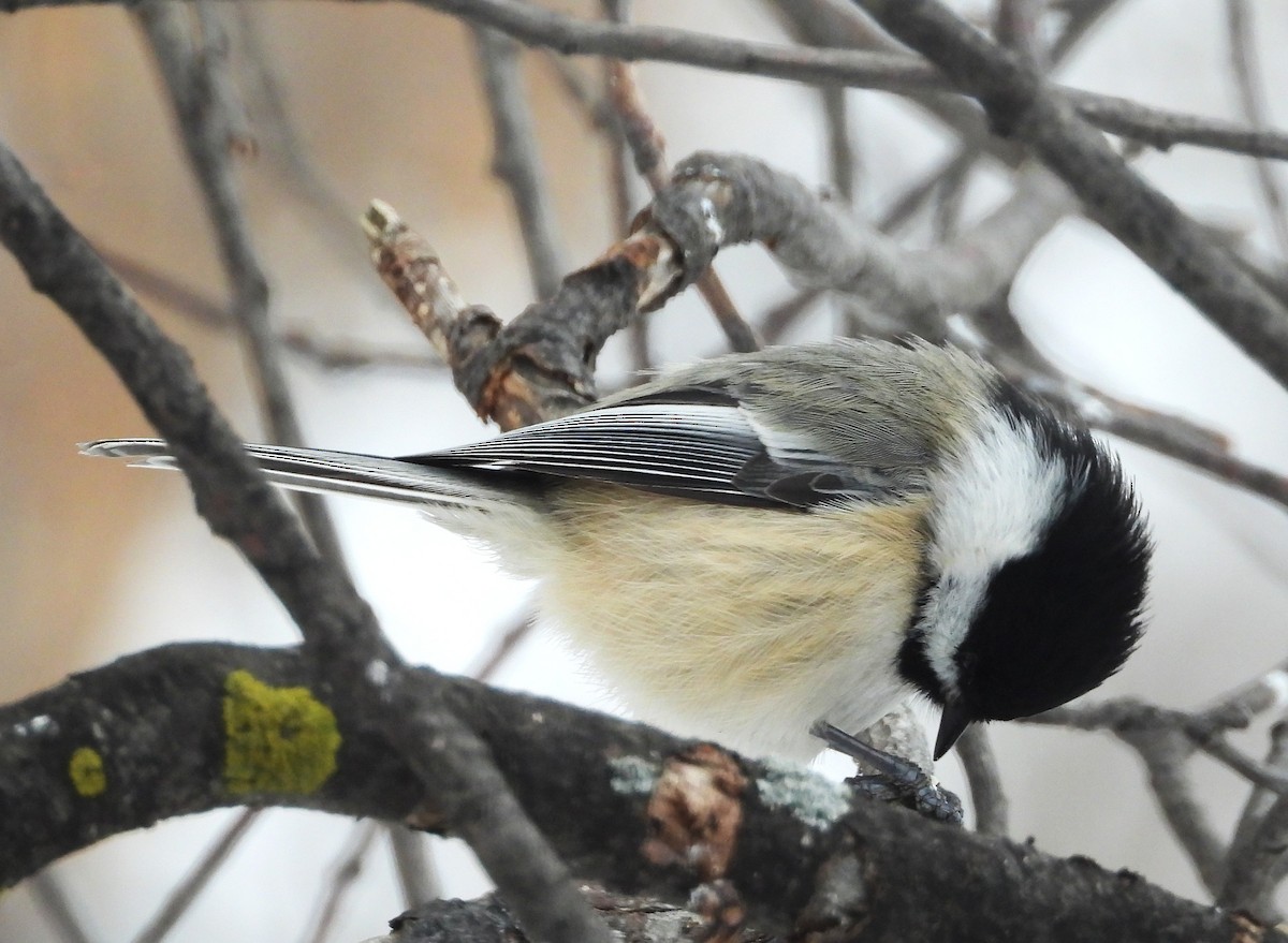 Black-capped Chickadee - ML646611605