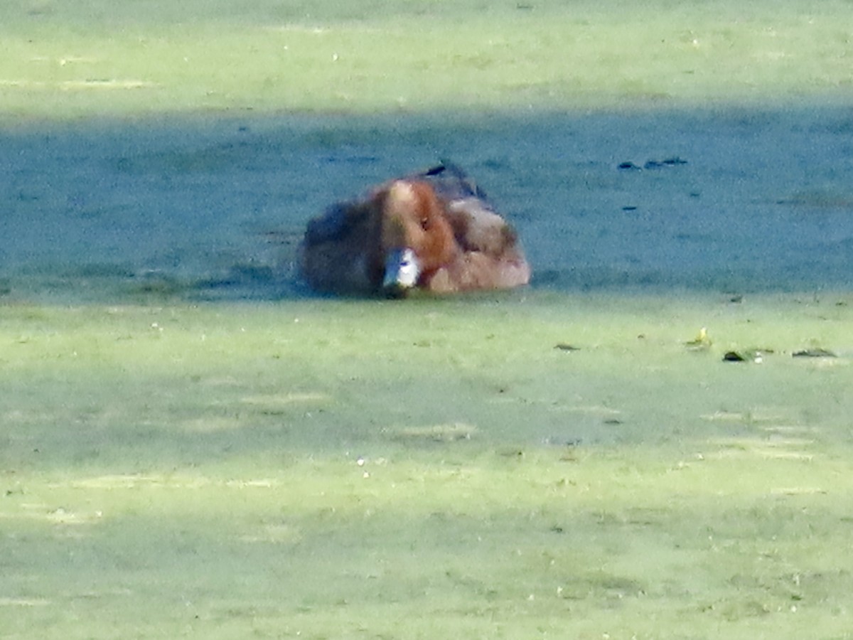 Eurasian Wigeon - ML646611606