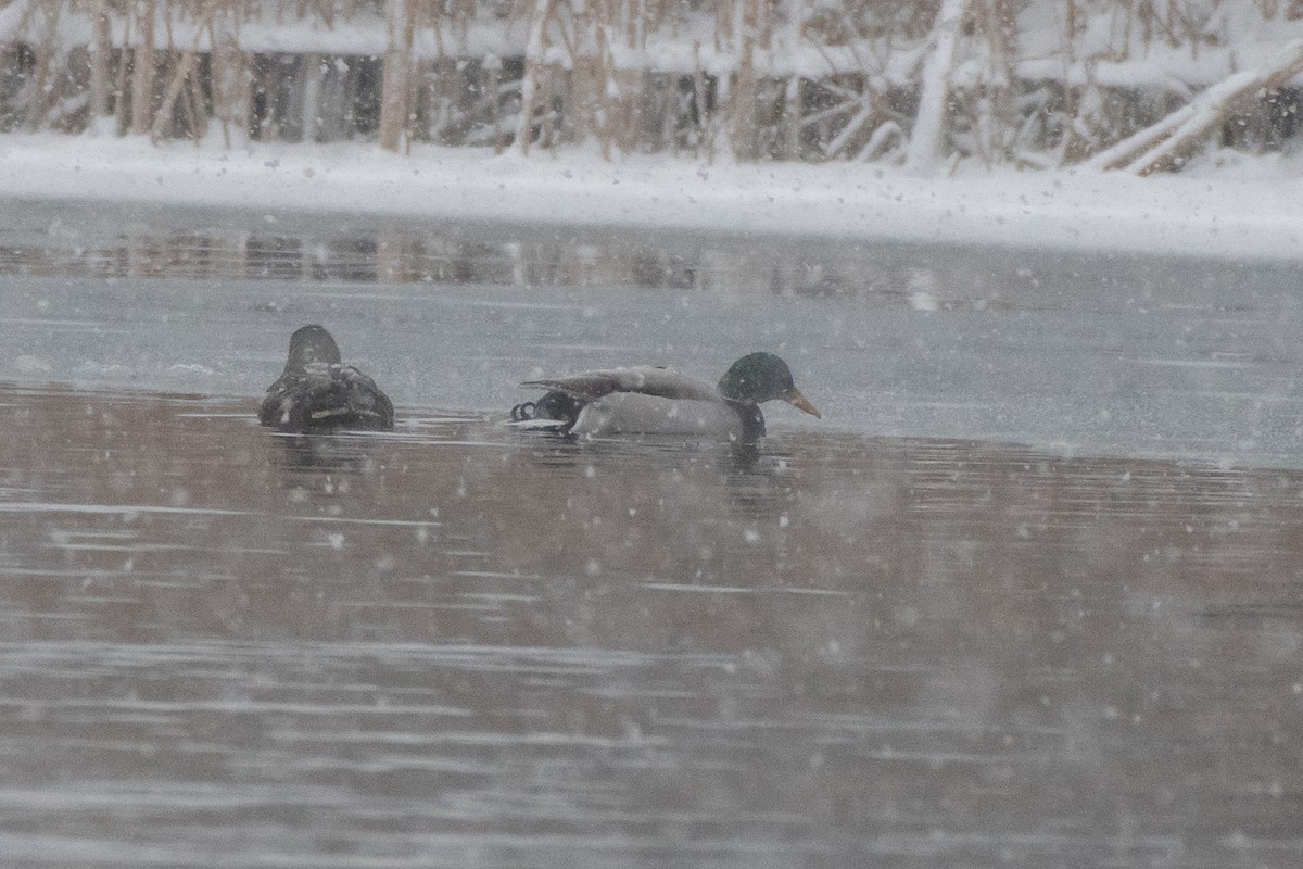 Stockente - ML646611608