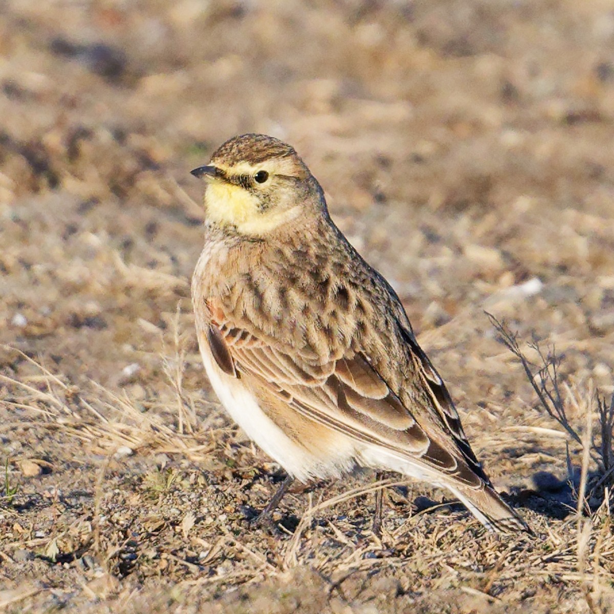 Ohrenlerche - ML646611610