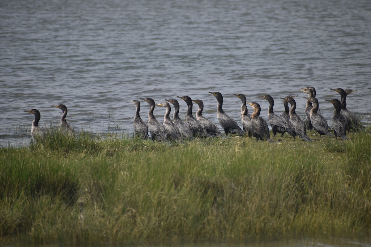 Neotropic Cormorant - ML646611618