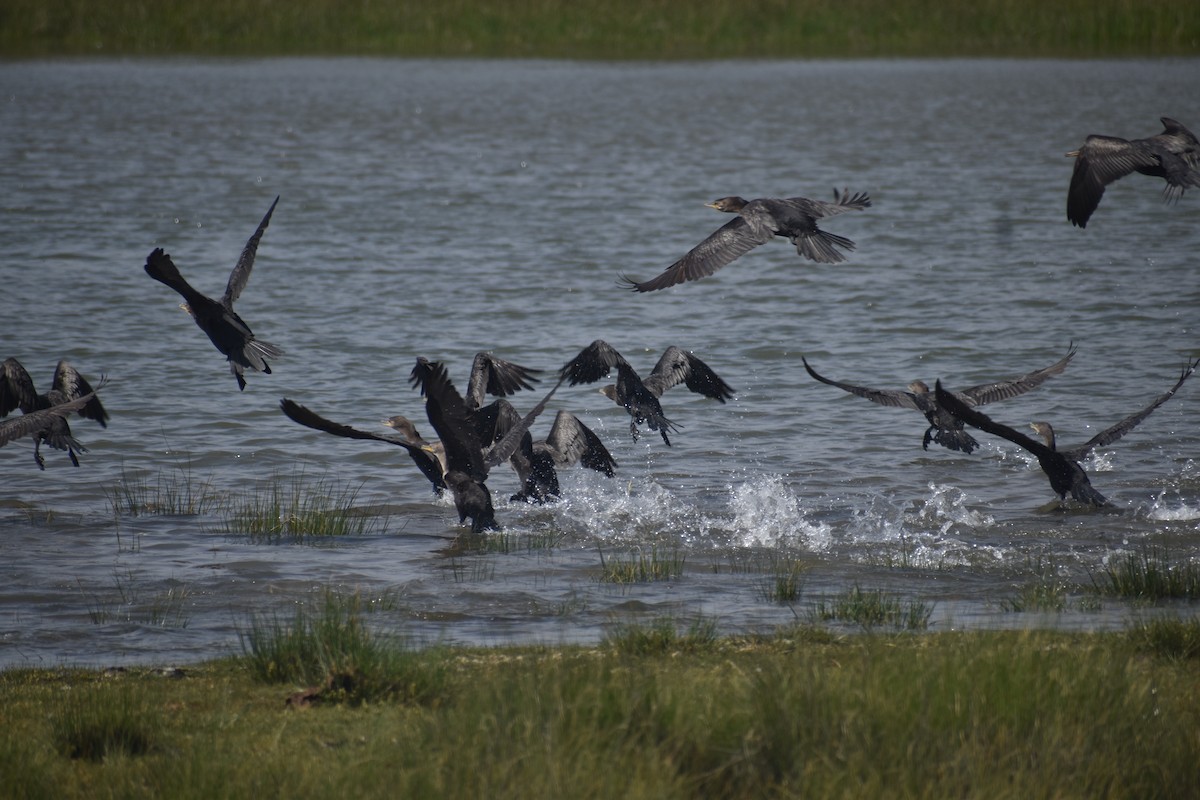 Neotropic Cormorant - ML646611619