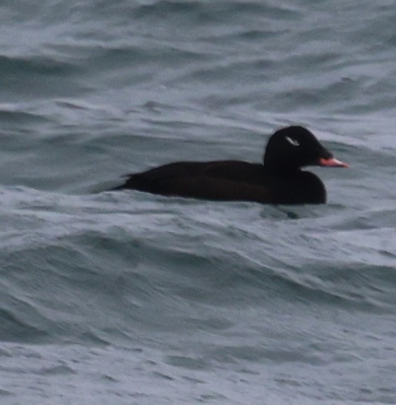 Macreuse à ailes blanches - ML646611620