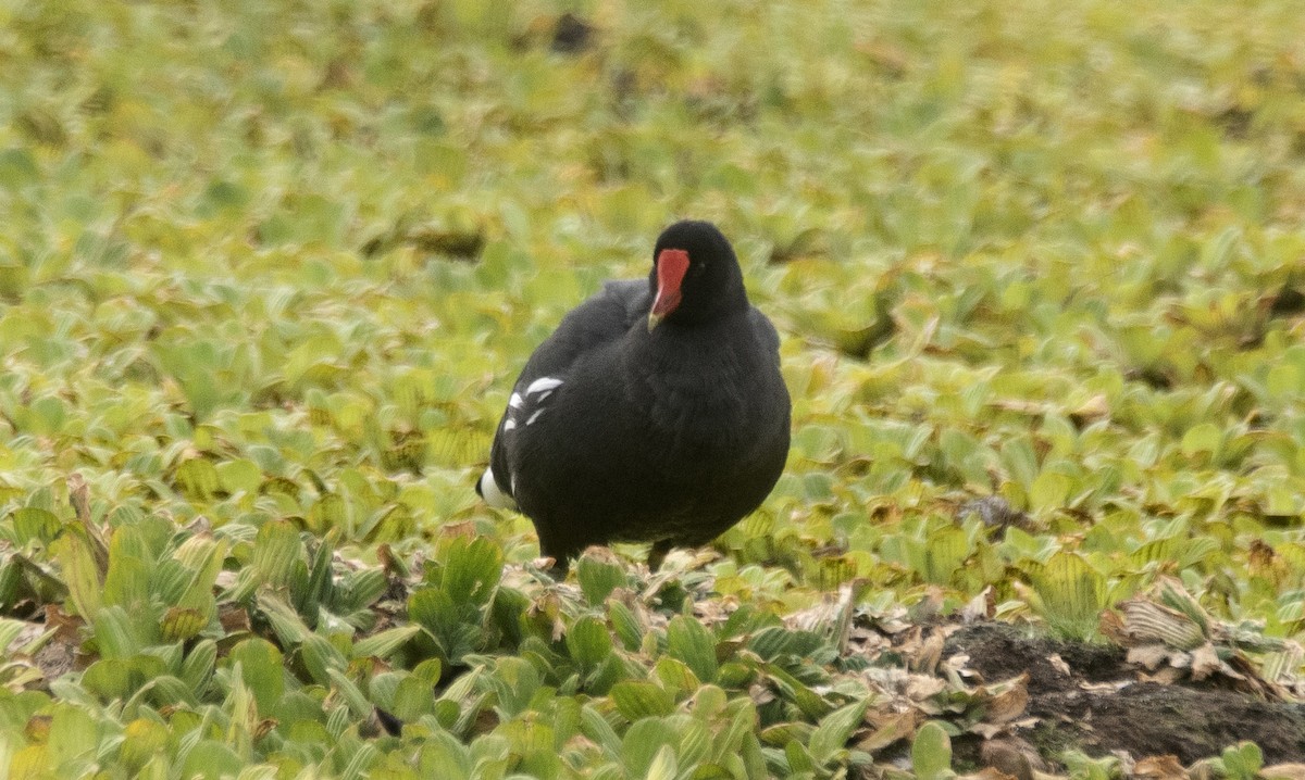 Amerikateichhuhn [galeata-Gruppe] - ML646611621