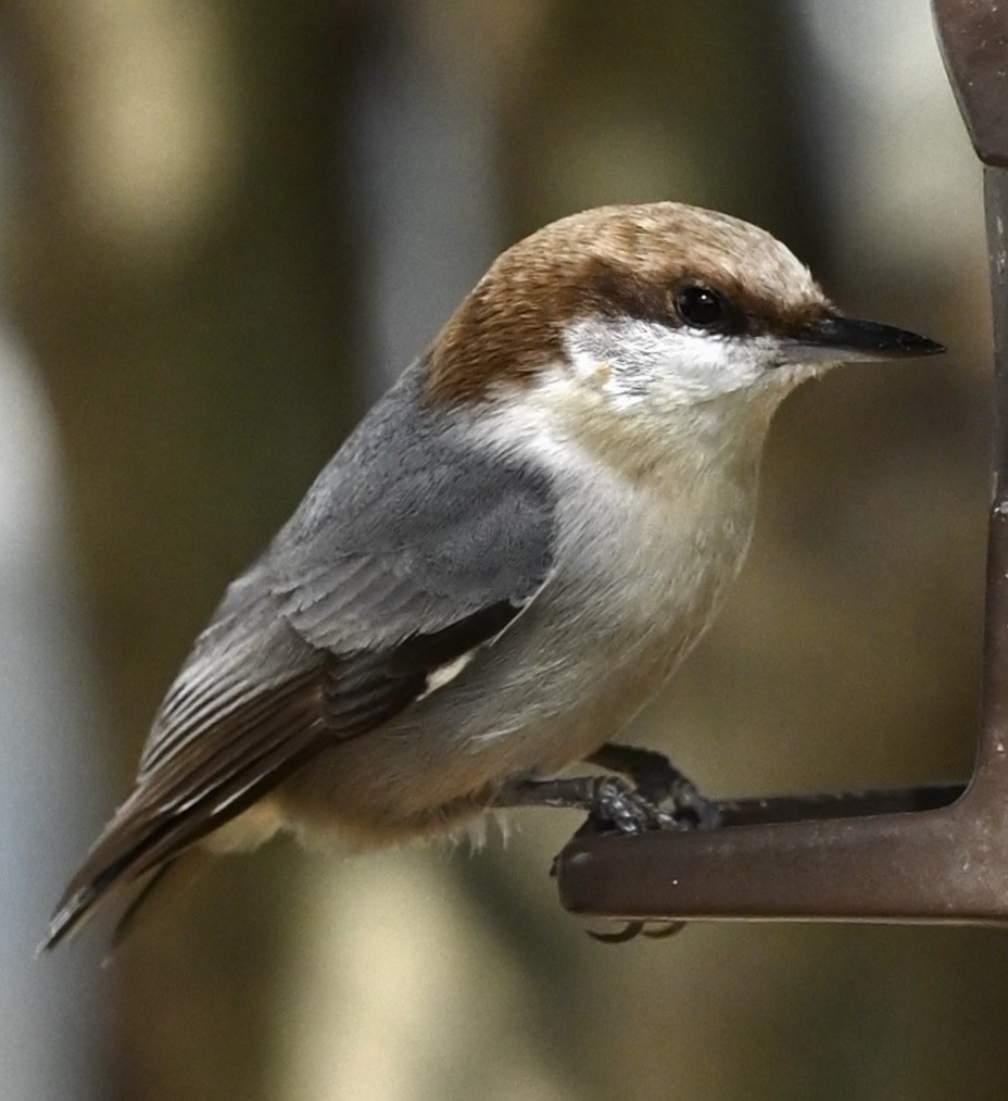 Brown-headed Nuthatch - ML646611622