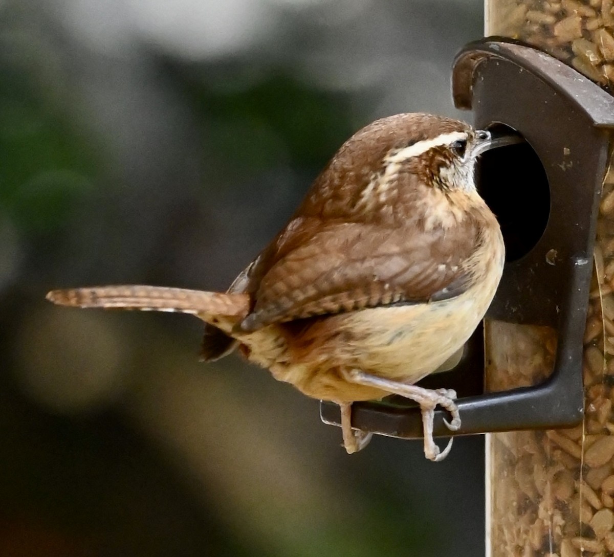 Carolina Wren - ML646611625