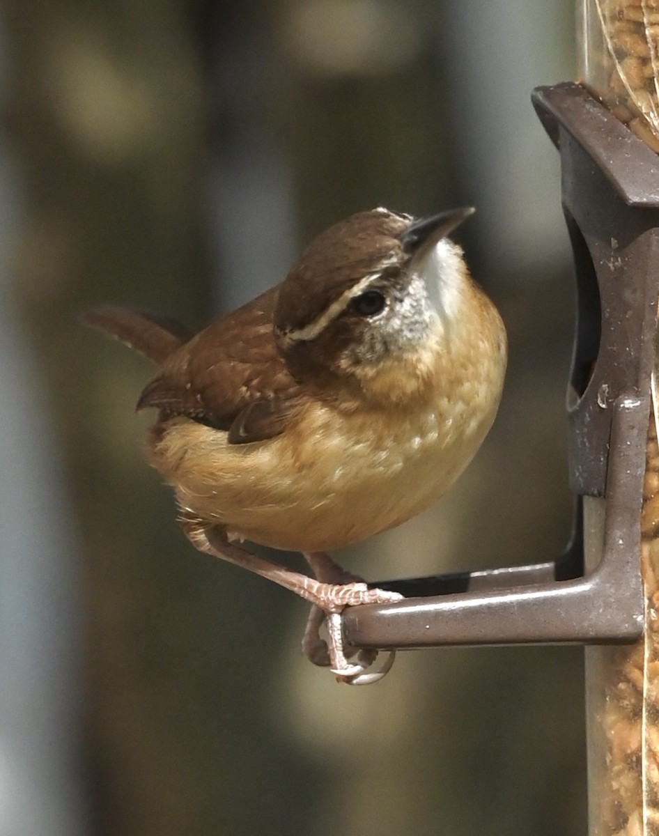Carolina Wren - ML646611626