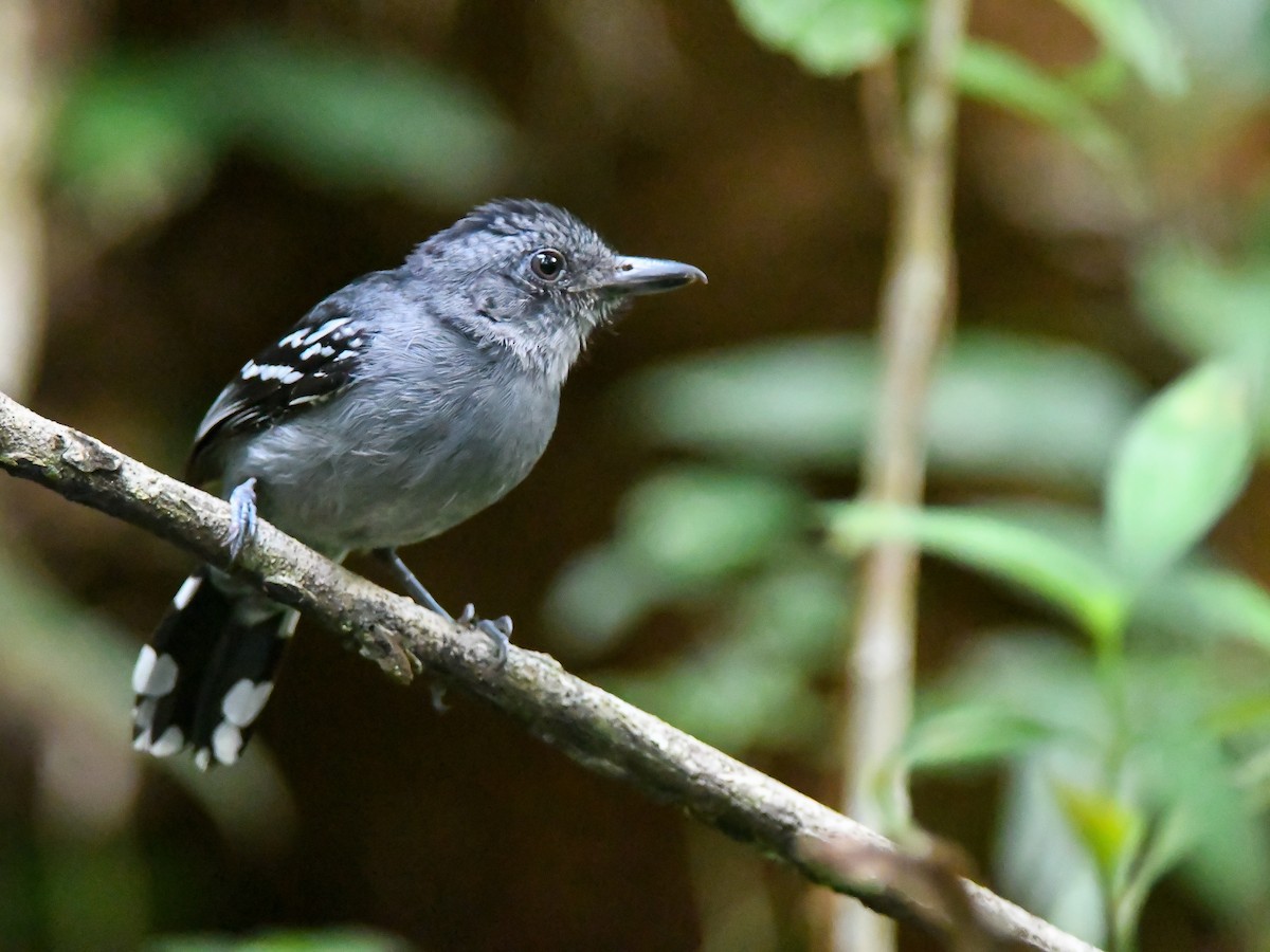 Amazonian Antshrike - ML646611627