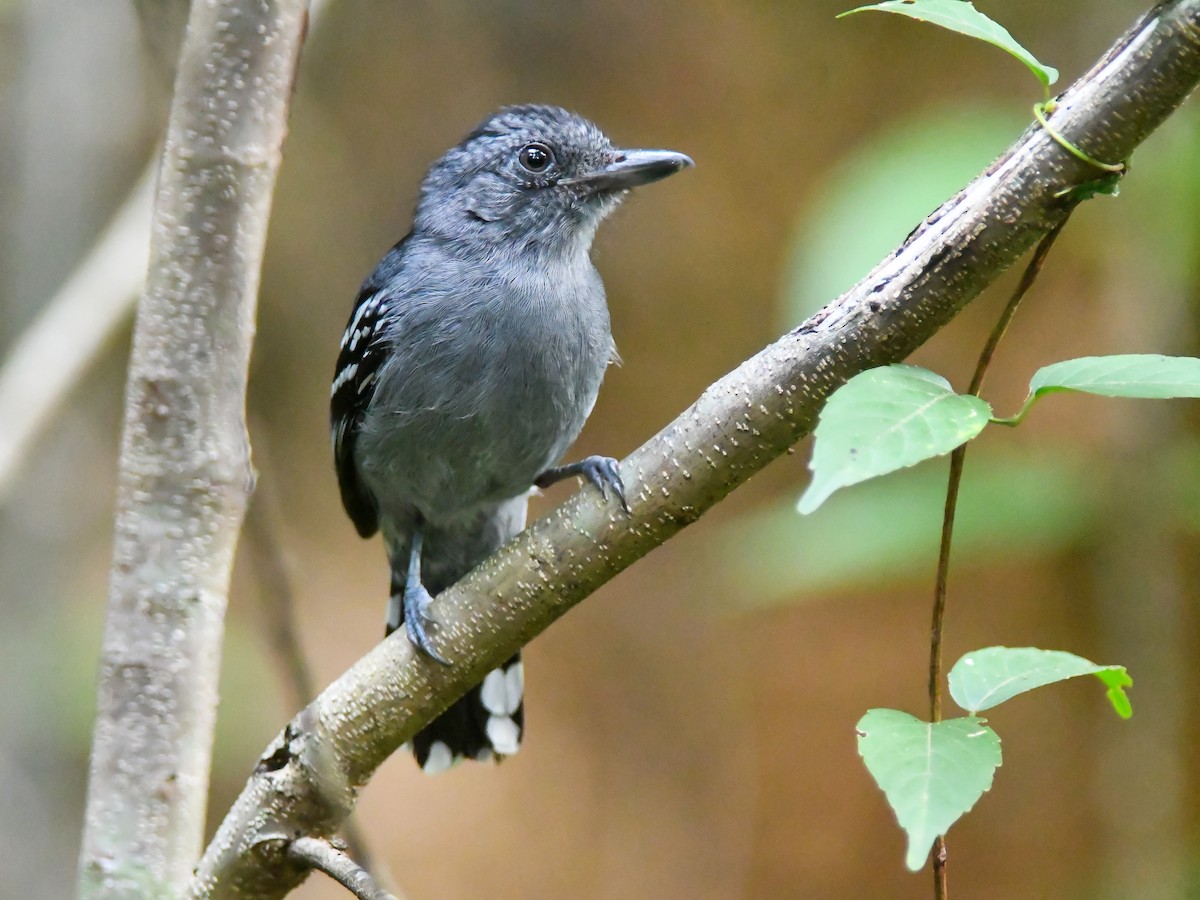 Amazonian Antshrike - ML646611628