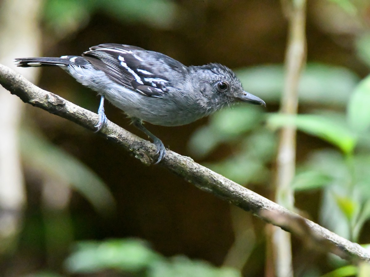 Amazonian Antshrike - ML646611629