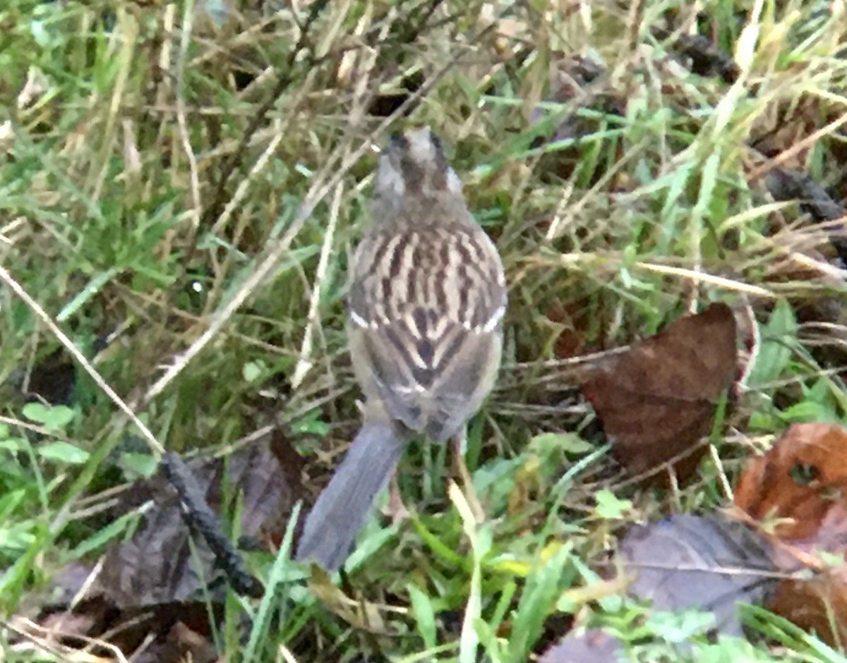 Kronenammer - ML646611630