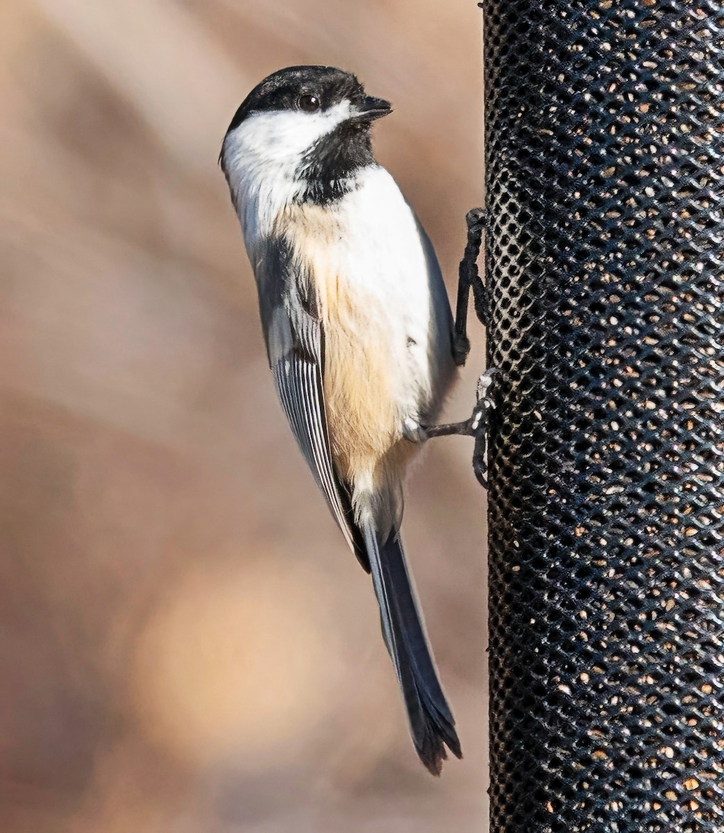 Schwarzkopfmeise - ML646611631