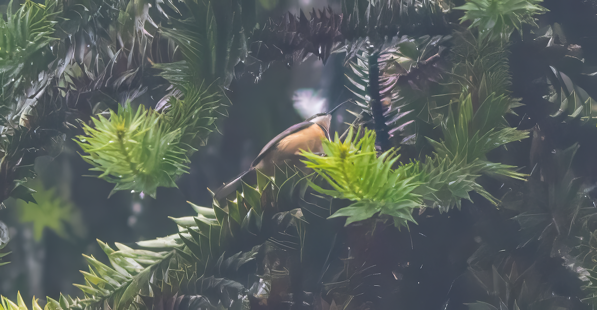 Rotnacken-Honigfresser - ML646611632