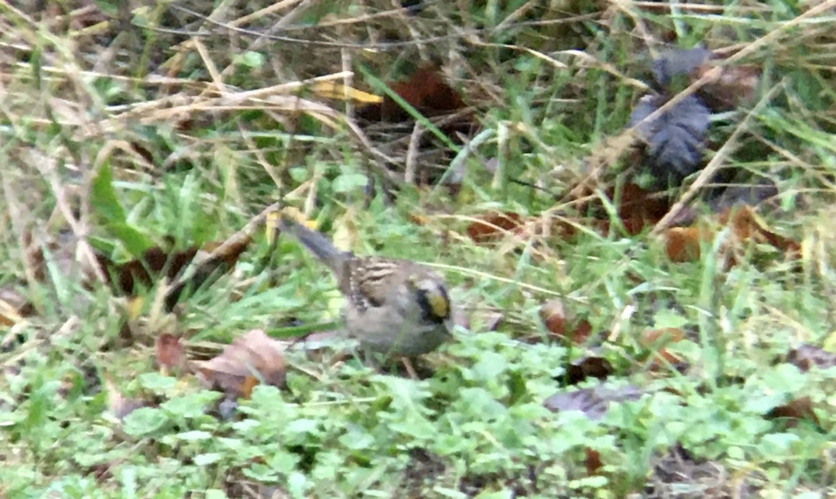 Kronenammer - ML646611634