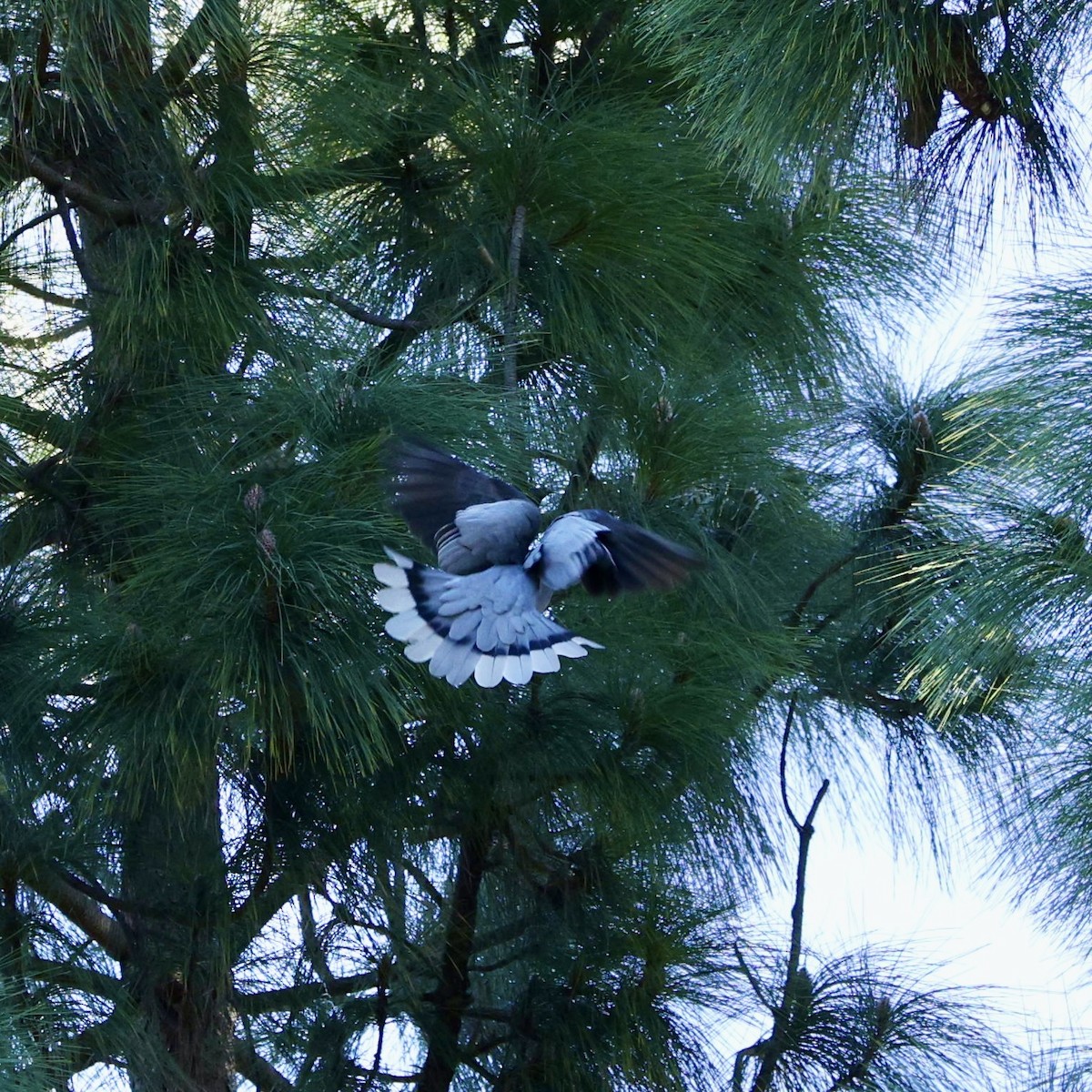 Band-tailed Pigeon - ML646611635