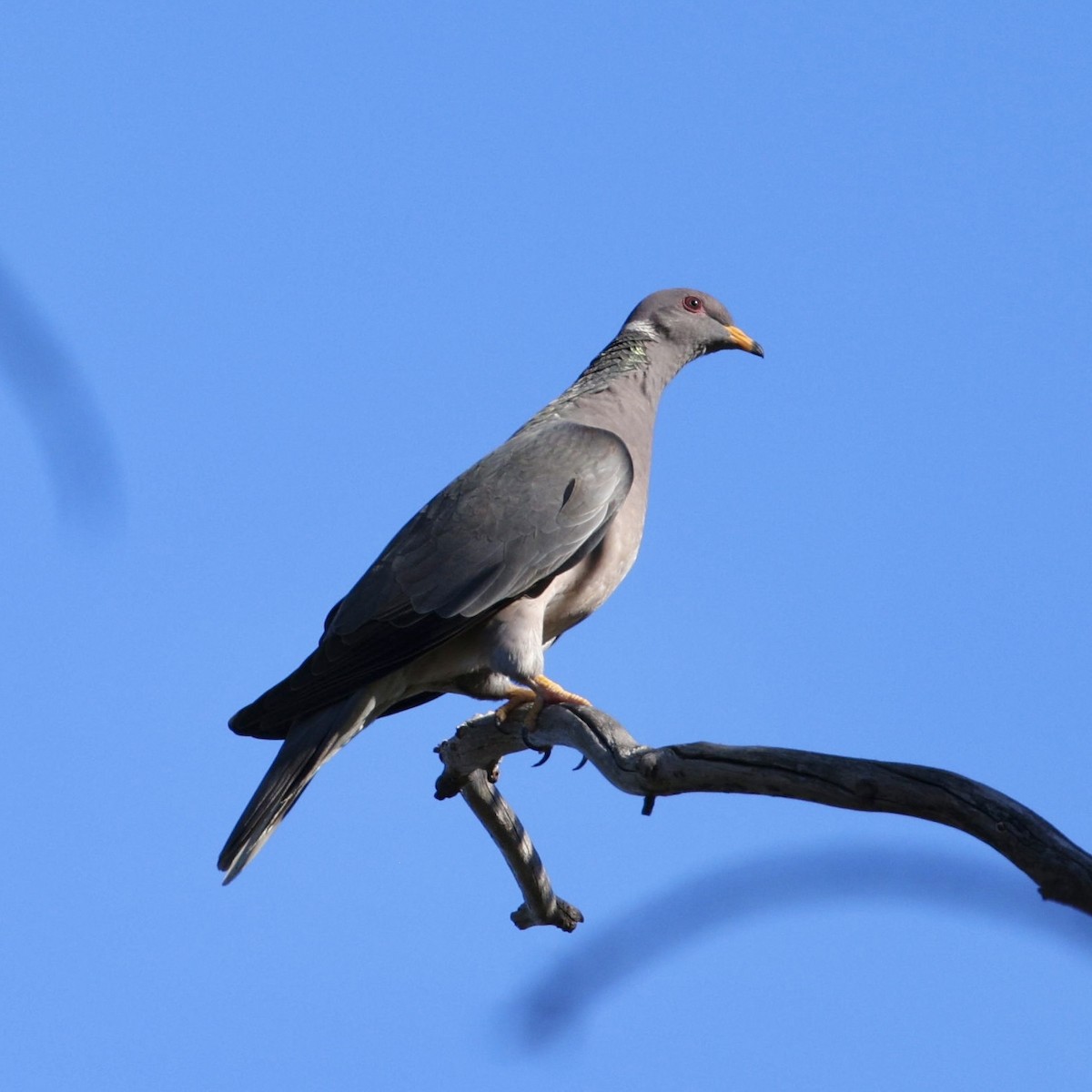 Band-tailed Pigeon - ML646611636