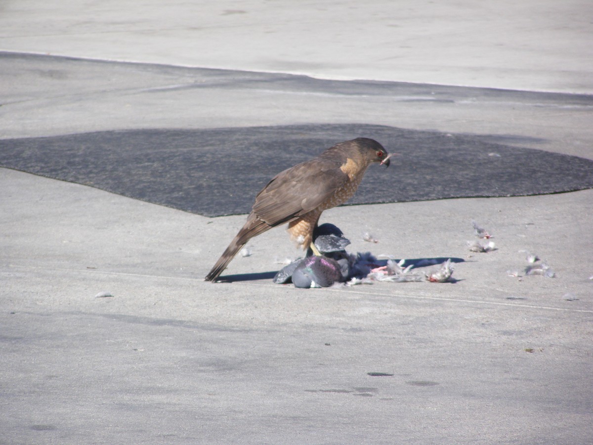 Cooper's Hawk - ML646611637