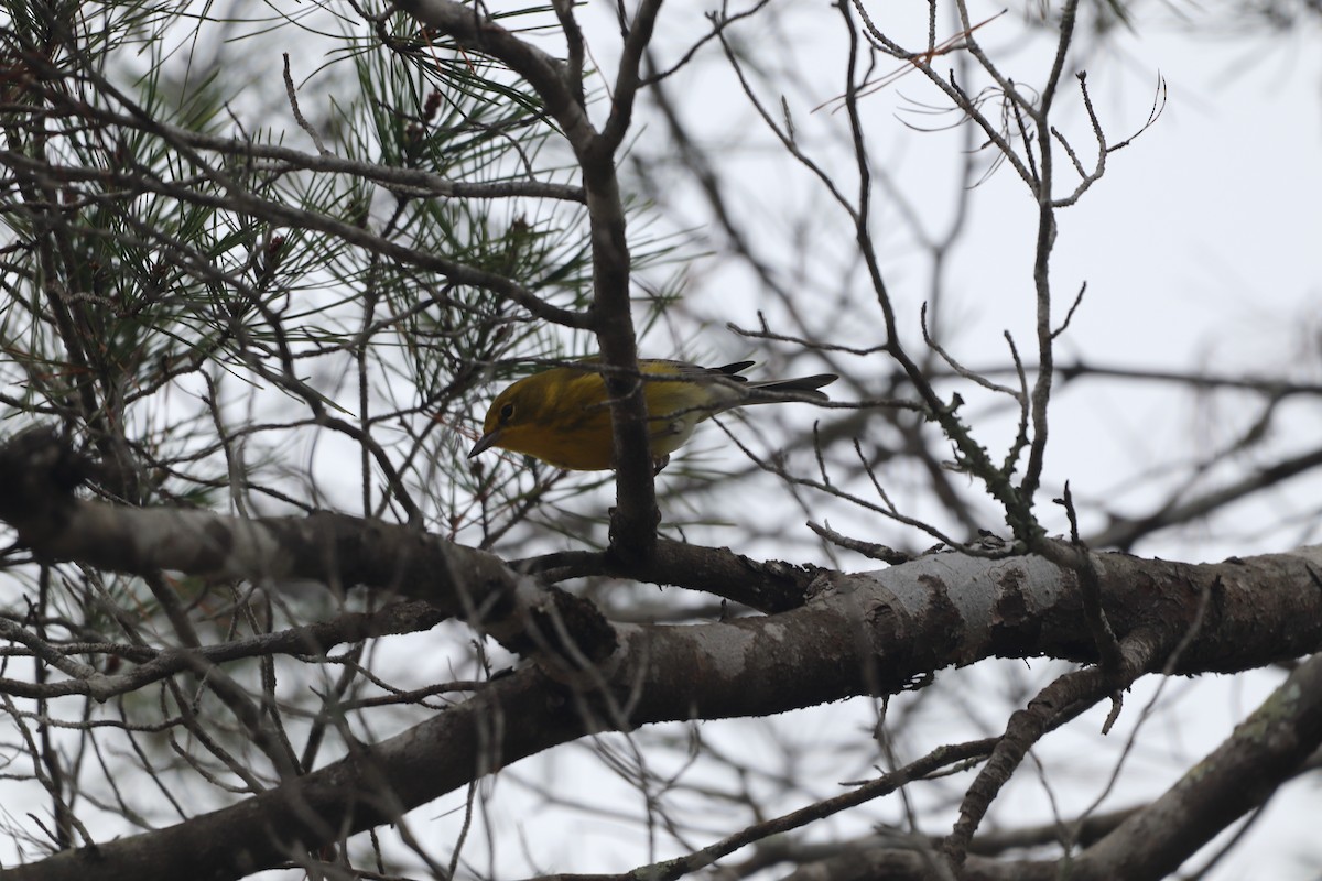 Kiefernwaldsänger - ML646611638