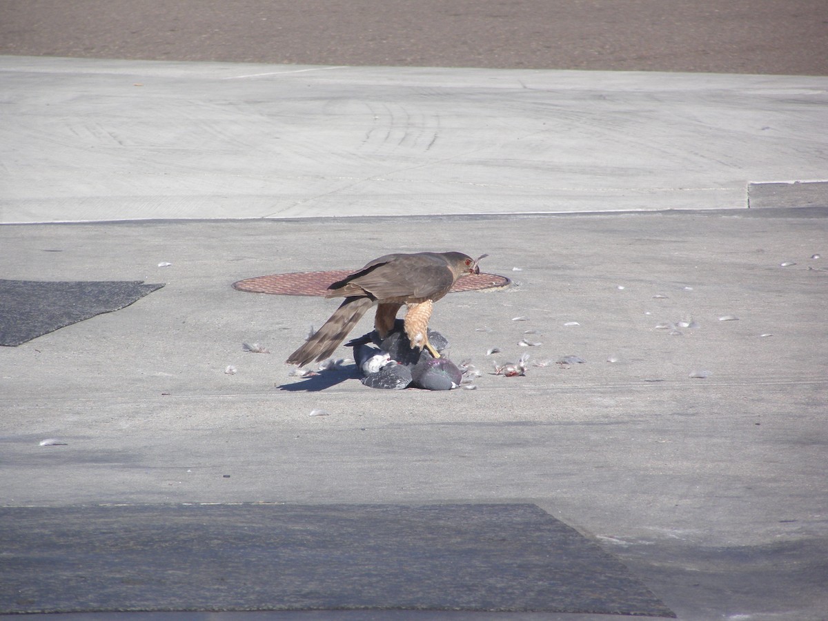 Cooper's Hawk - ML646611639