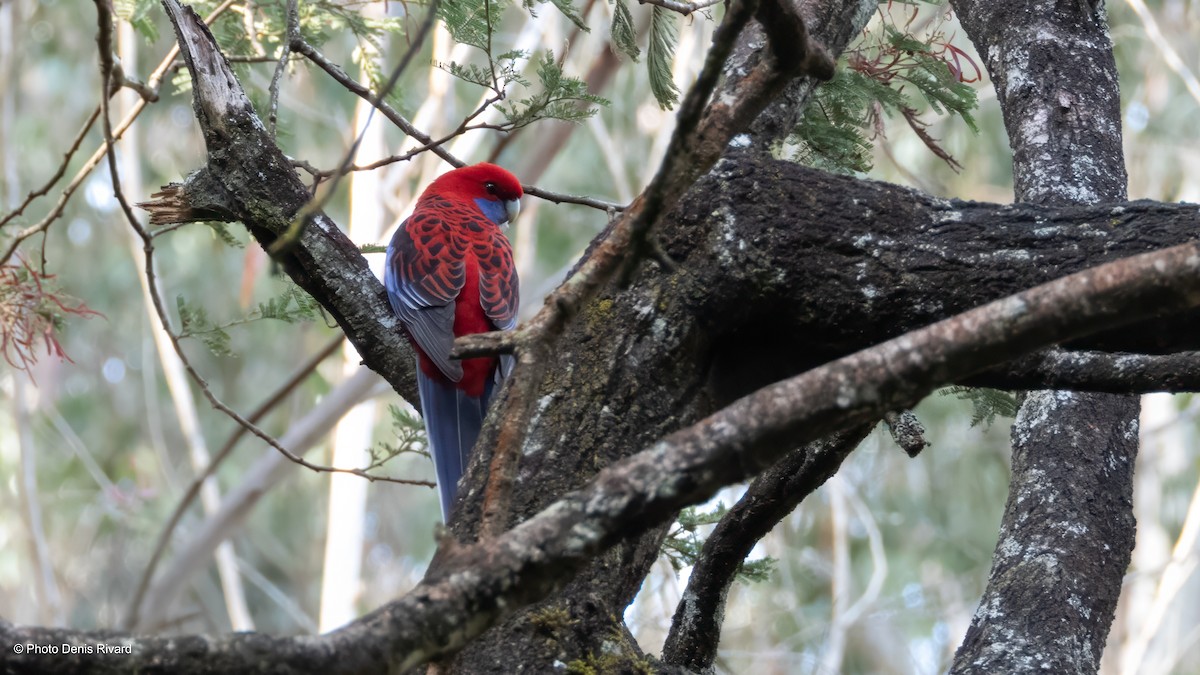 Pennantsittich - ML646611640