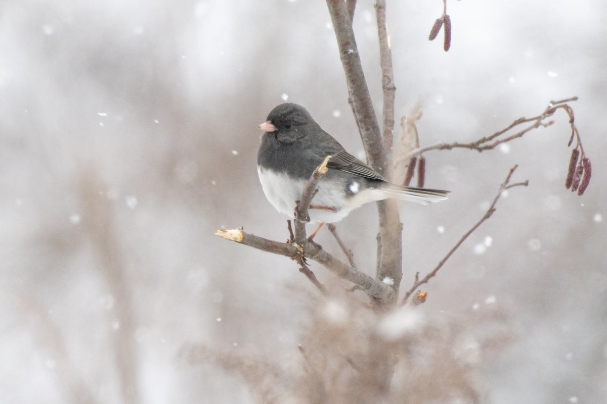 Winterammer (hyemalis/carolinensis) - ML646611643