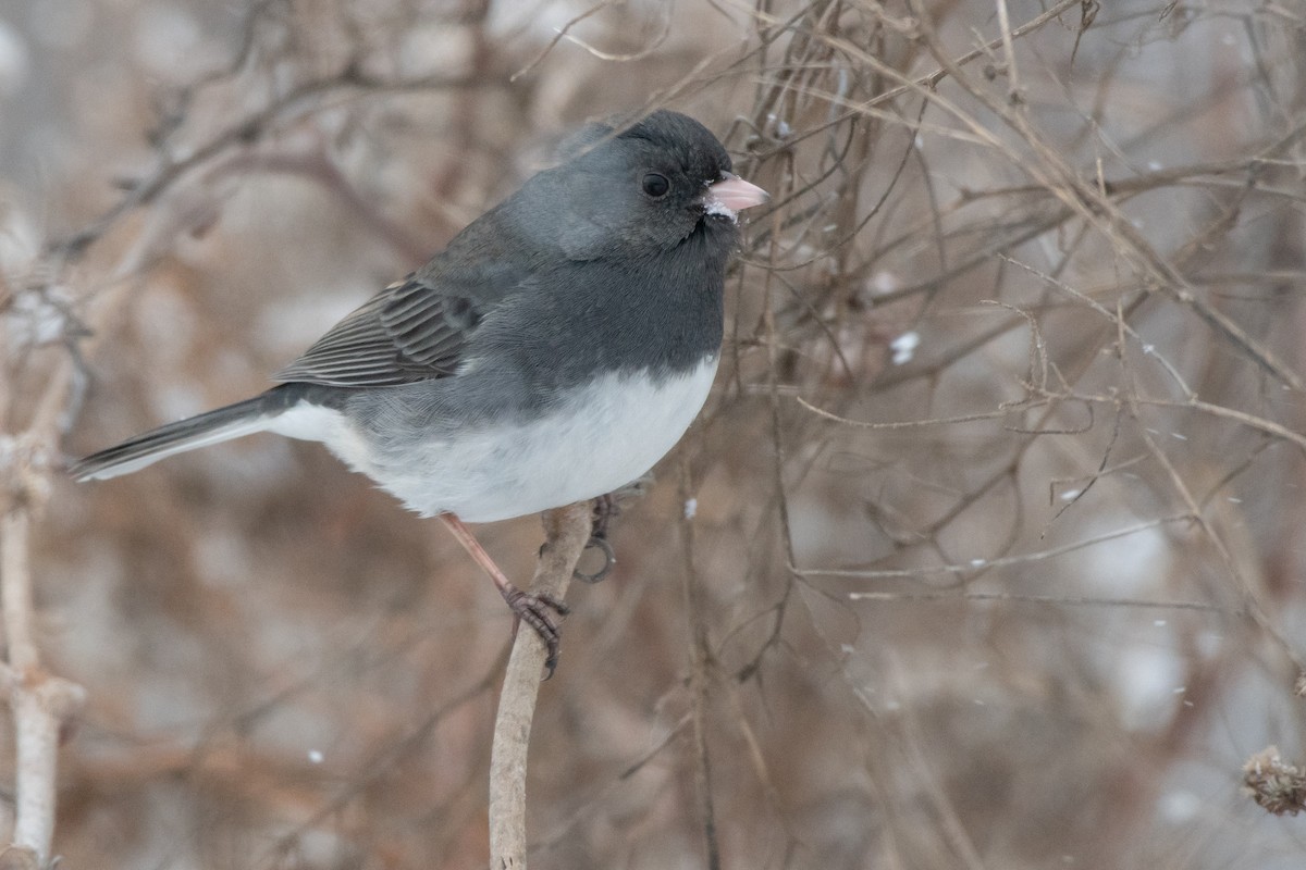 Winterammer (hyemalis/carolinensis) - ML646611644