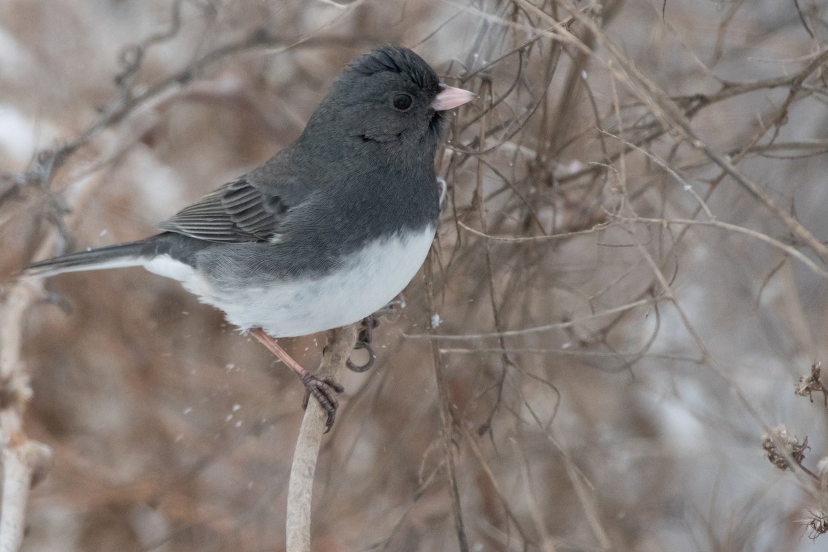 Winterammer (hyemalis/carolinensis) - ML646611645