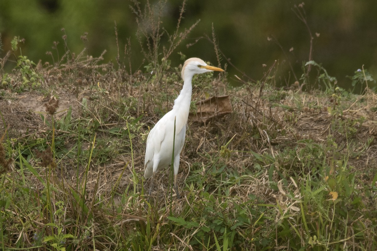 Kuhreiher - ML646611646