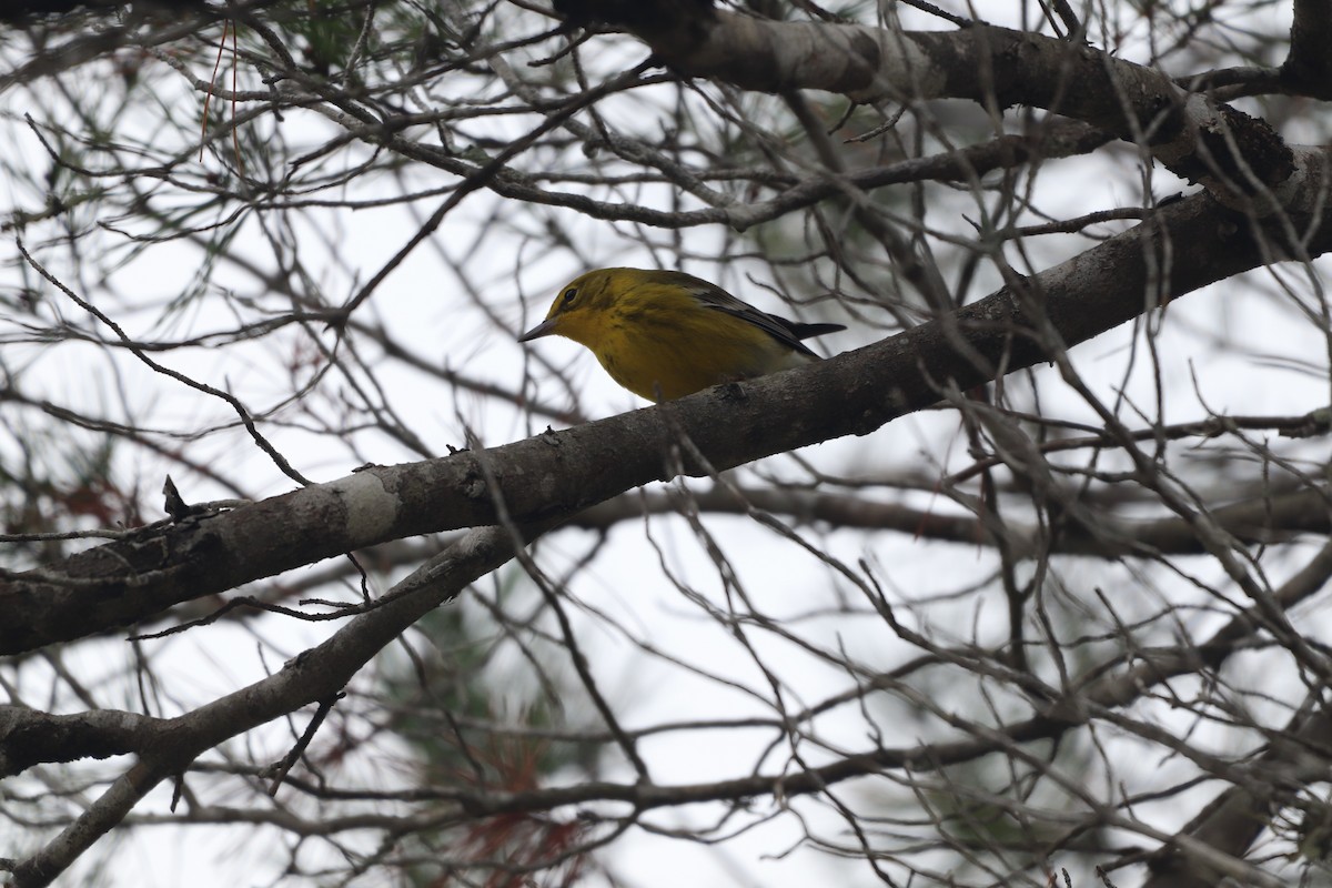 Kiefernwaldsänger - ML646611647