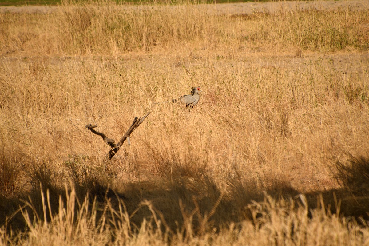 Sekreterkuşu - ML646611648