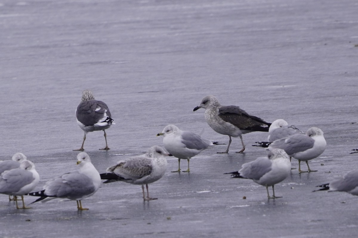Lesser Black-backed Gull - ML646611649