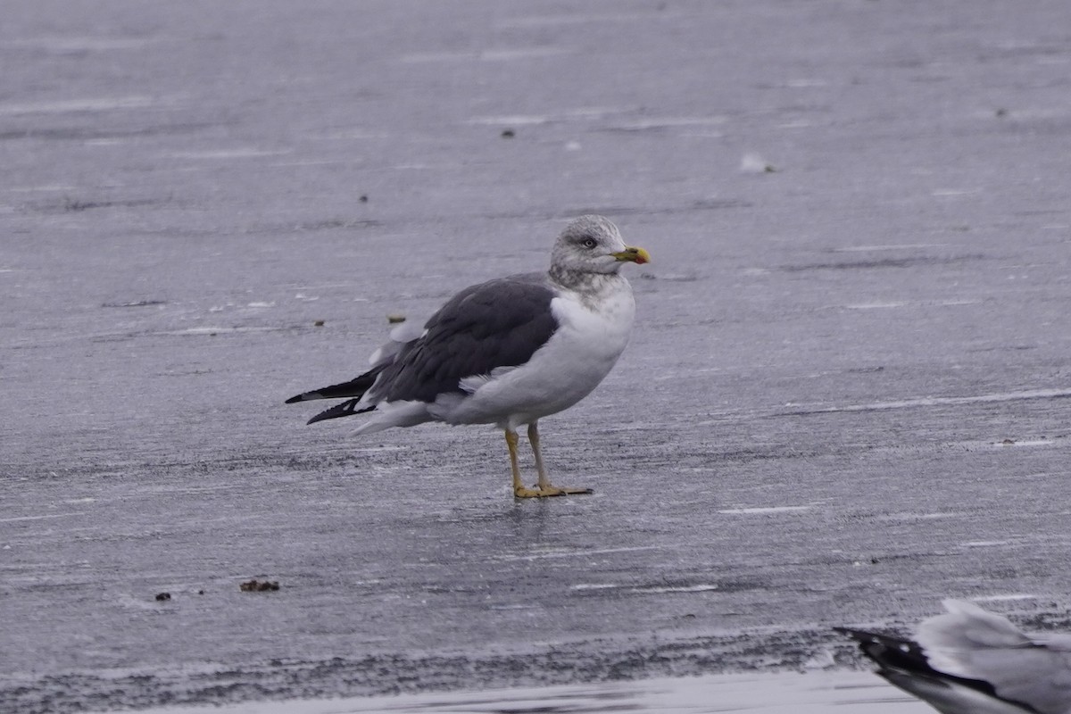 Lesser Black-backed Gull - ML646611650