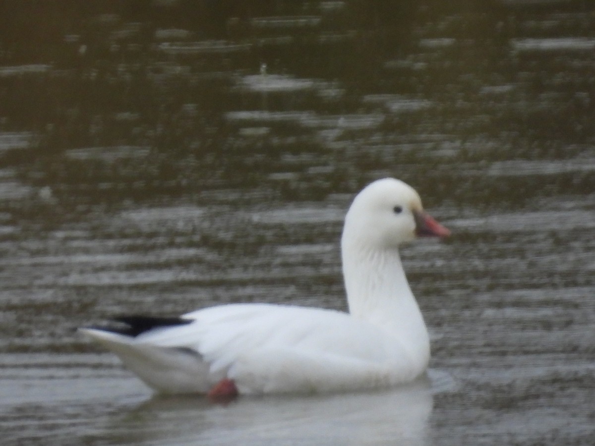 Ross's Goose - ML646611651