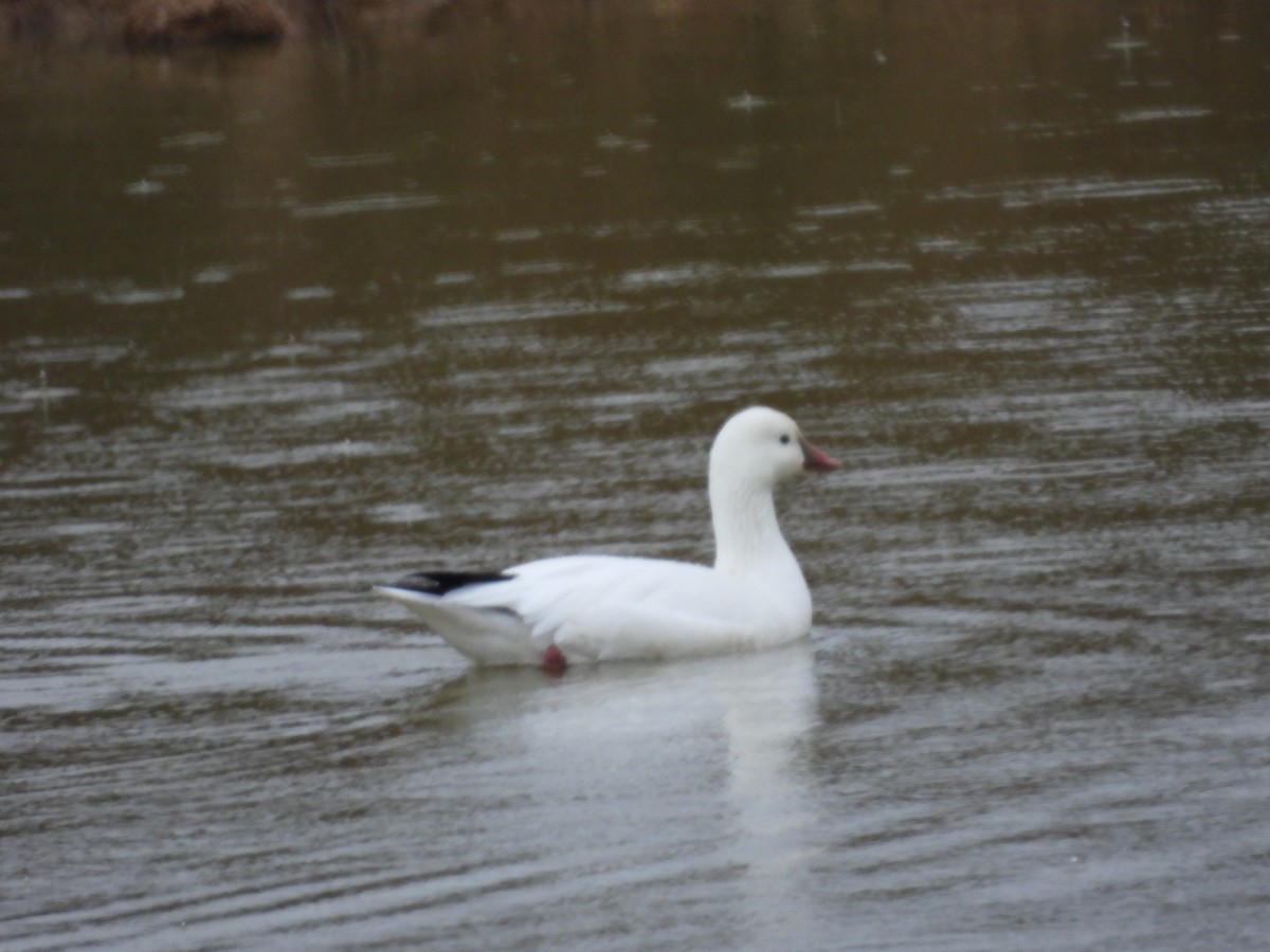 Ross's Goose - ML646611652