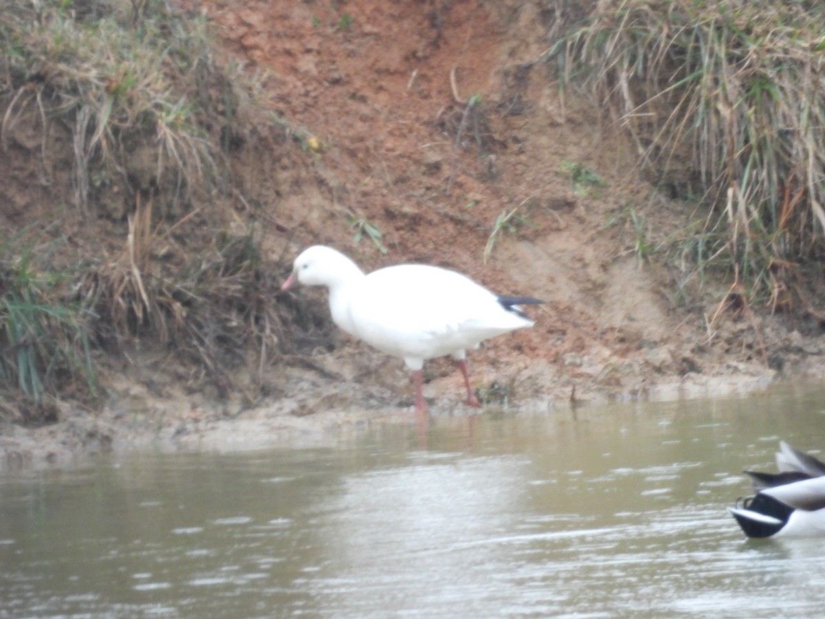 Ross's Goose - ML646611653
