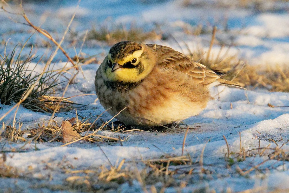 Рогатый жаворонок - ML646611654