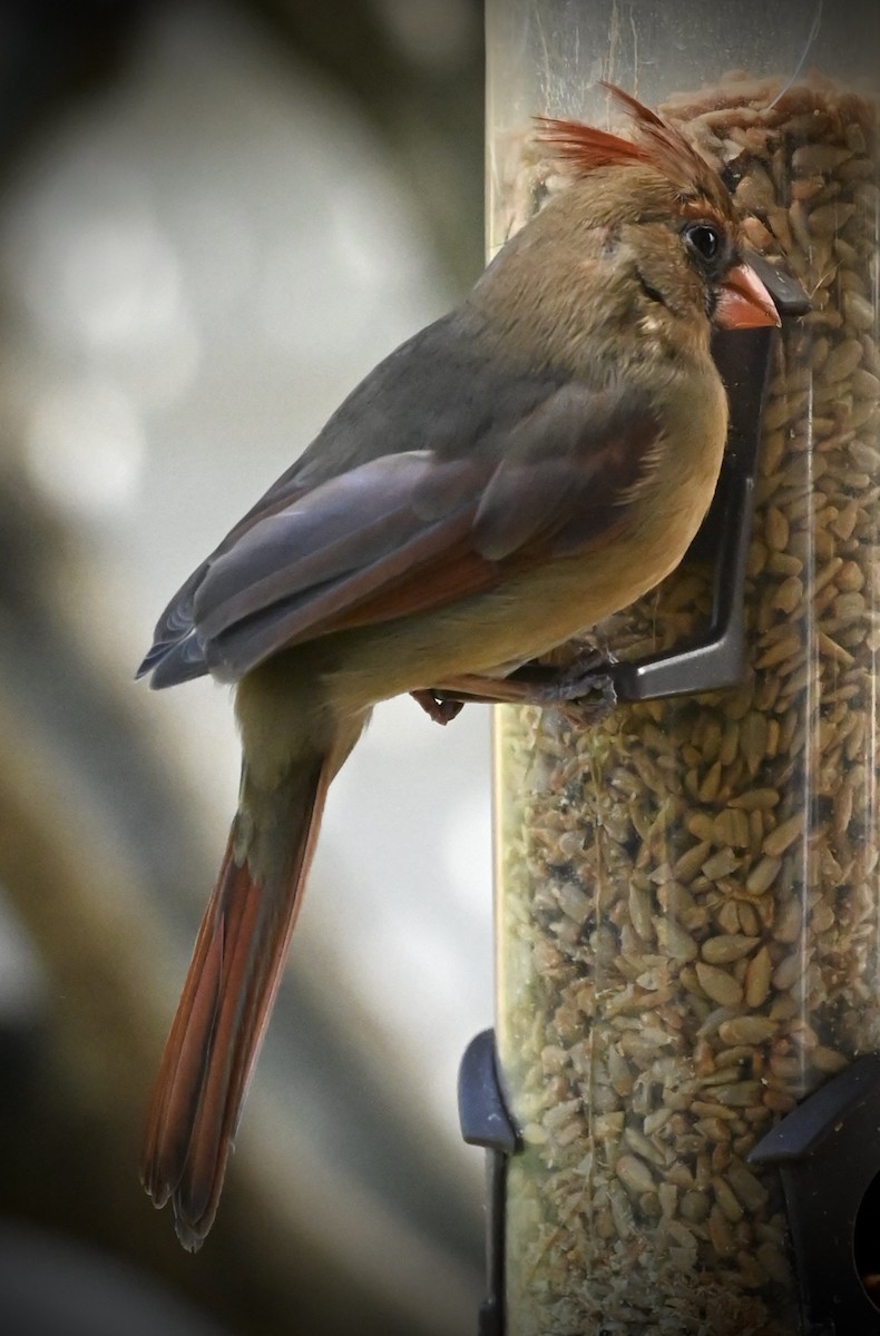 Northern Cardinal - ML646611655