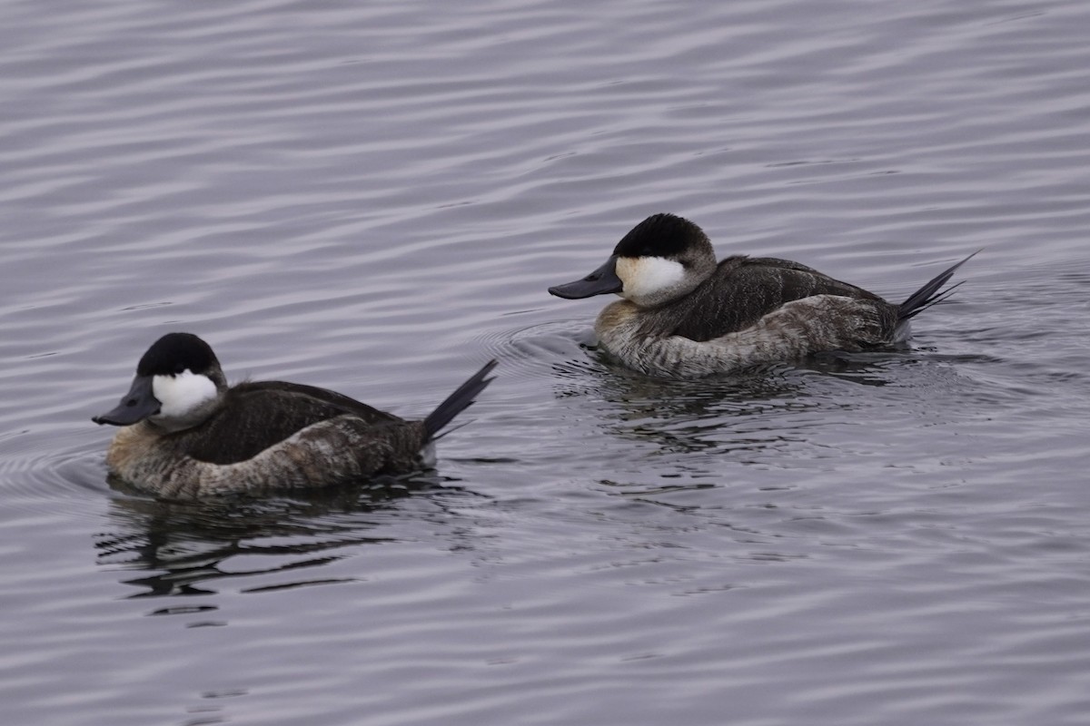 Ruddy Duck - ML646611656
